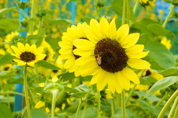 Girasoles coloridos . — Foto de Stock