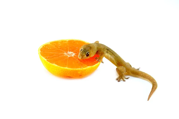 Os lagartos comem suco de laranja . — Fotografia de Stock