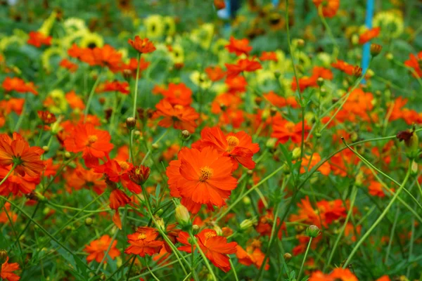 Orangene Kosmos-Blume. — Stockfoto