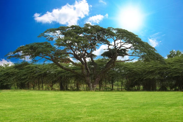 Große Bäume unter blauem Himmel mit könnte. — Stockfoto