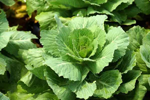 Ornamental leaved Kale — Stock Photo, Image