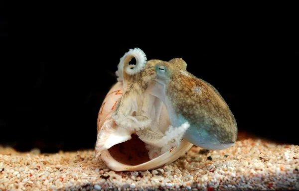 Octopus close up macro shot. — Stock Photo, Image