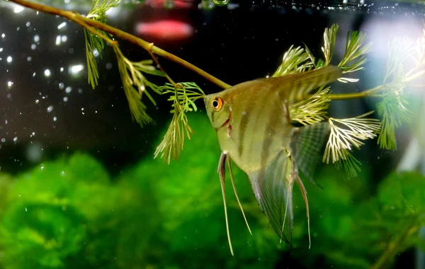 Angelfish (Pterophyllum altum) — Φωτογραφία Αρχείου