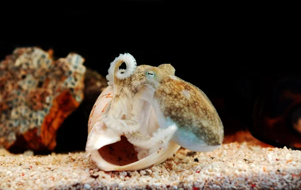 Octopus close up macro shot. — Stock Photo, Image