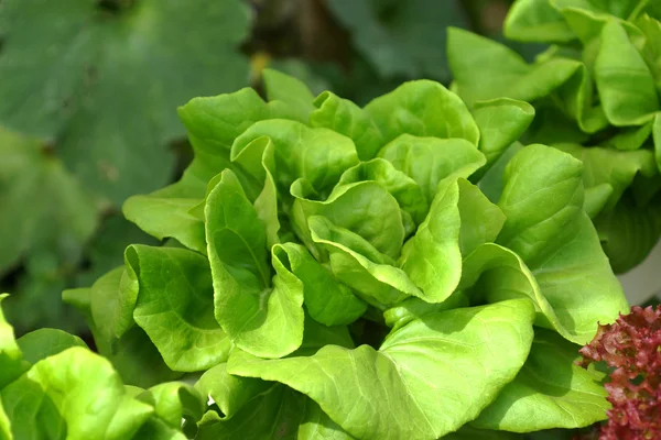 Salat — Stockfoto