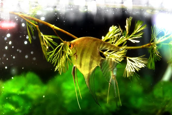 Angelfish (Pterophyllum altum) — Φωτογραφία Αρχείου