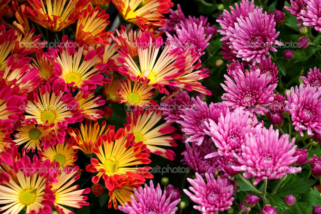 Colorful autumnal chrysanthemum. (Dendranthemum grandifflora) — Stock