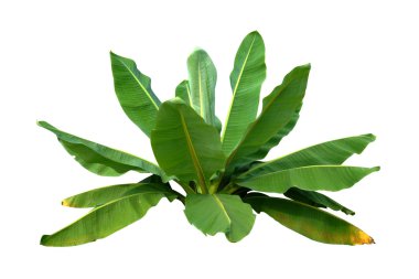 Beyaz arka plan üzerinde izole Muz ağaçları