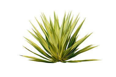 Agave plant isolated on white background. clipart