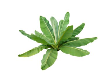 Beyaz arka plan üzerinde izole Muz ağaçları