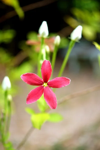 Fiore rosso di Rangoon rampicante su albero . — Foto Stock