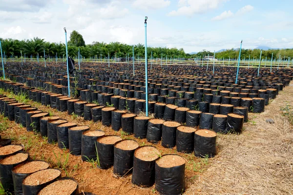 Palmiye ağaçları yetiştirmek için toprak. — Stok fotoğraf