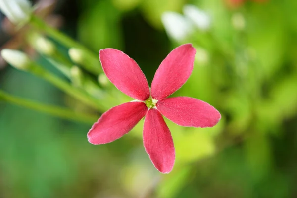 Röd blomma i rangoon ranka på träd. — Stockfoto