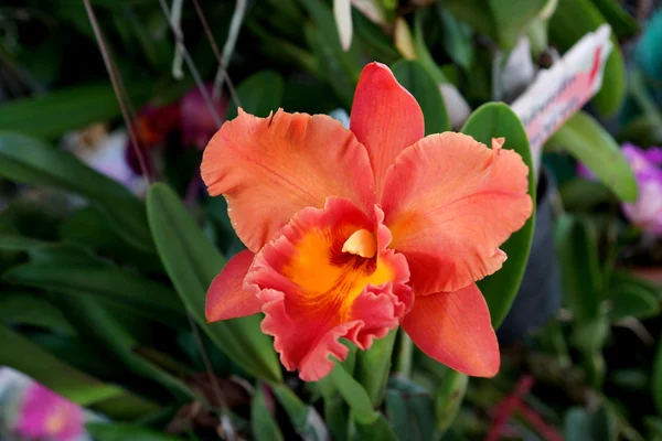 Orange orchid cattleya close up — стоковое фото