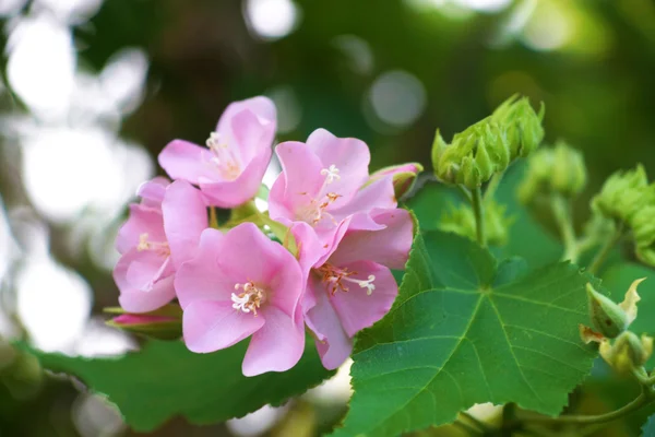 Розовый цветок Домбеи. (Dombeya burgessiae Gerrard. Бывший Харв. & Son — стоковое фото