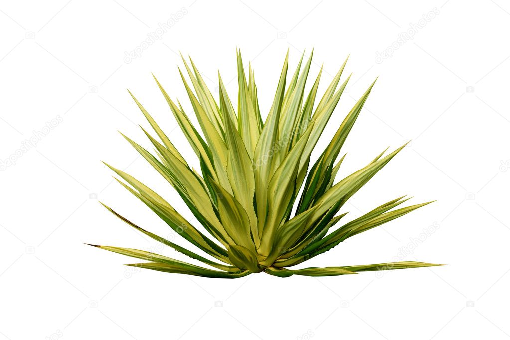 Agave plant isolated on white background.