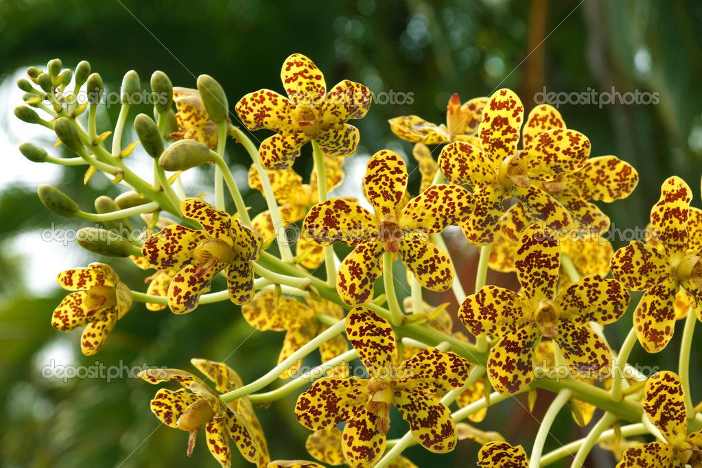Largest orchid in the world "Leopard Flower" Scientific name Gr