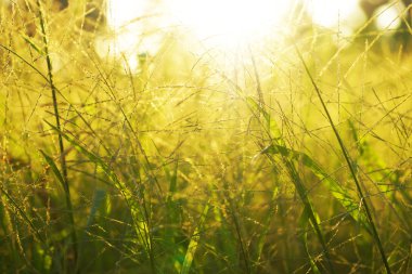 Yaz ve güneş ışığı çimen.