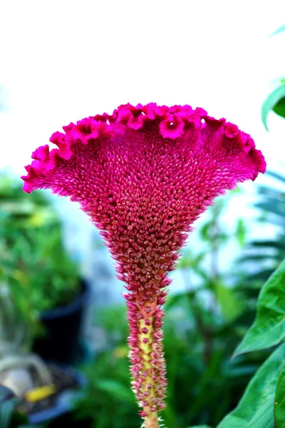 Close-ups of the Cockscomb flowers in the garden. (Celosia Argen — Stock Photo, Image