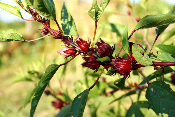Hibiscus sabdariffa or roselle fruits on tree. — Stock Photo, Image