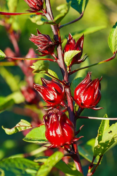 Hibiscus sabdariffa or roselle fruits on tree. — Stock Photo, Image