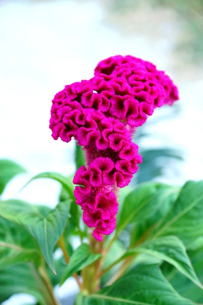 Detailní záběry chvastoun květiny v zahradě. (celosia Argentiny — Stock fotografie