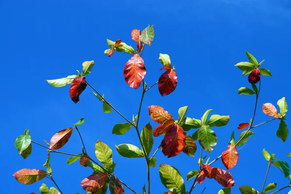 Les feuilles de l'amande du Bengale changent de couleur — Photo