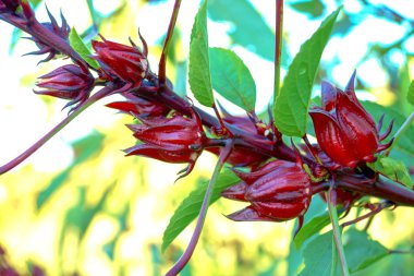 Hibiscus sabdariffa veya roselle meyve ağacı üzerinde.