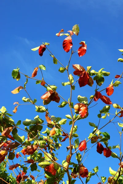 Les feuilles de l'amande du Bengale changent de couleur — Photo