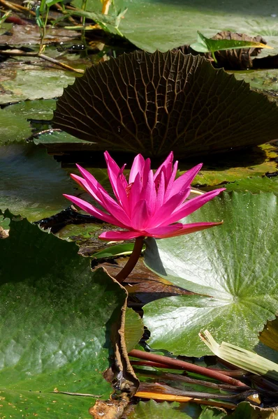 Pink lotus blossoms or water lily flowers blooming on pond — Stock Photo, Image