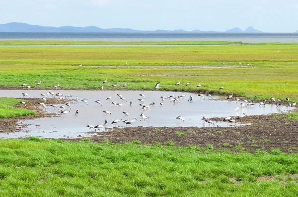 Santuarios de vida silvestre del sur de Tailandia . —  Fotos de Stock