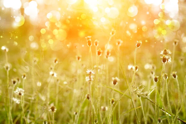 Grama no verão e luz solar . — Fotografia de Stock