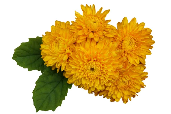 Gelbe Blüte der Chrysantheme. "Chrysanthemum indicum linn. — Stockfoto