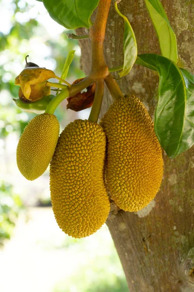 Jackfruit giallo sull'albero — Foto Stock