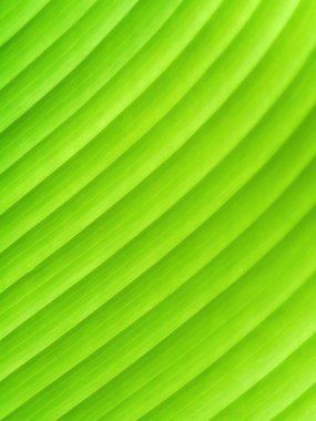 yeşil yaprakları calathea lutea (aubl.) mey ağacı.