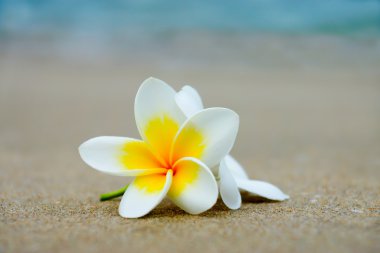 Sahilde frangipani beyaz ve sarı çiçek.