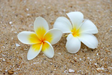 kum üzerinde beyaz ve sarı frangipani çiçekler.