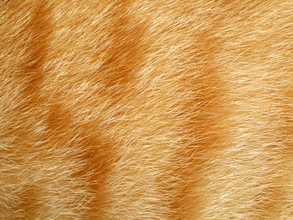 Bir hayvan renkli kürk dokusuna yakın çekim — Stok fotoğraf