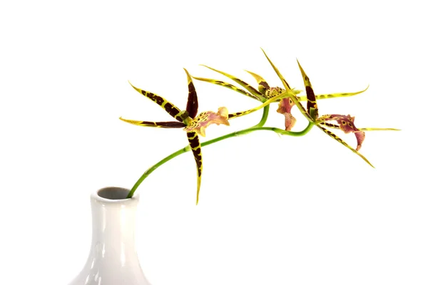 Orquídea de Brassia isolada sobre fundo branco . — Fotografia de Stock