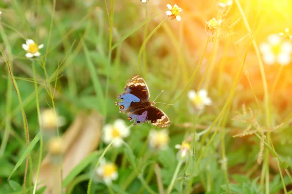 Название бабочки "Blue Pansy" на цветке травы. (Jononia orithya — стоковое фото