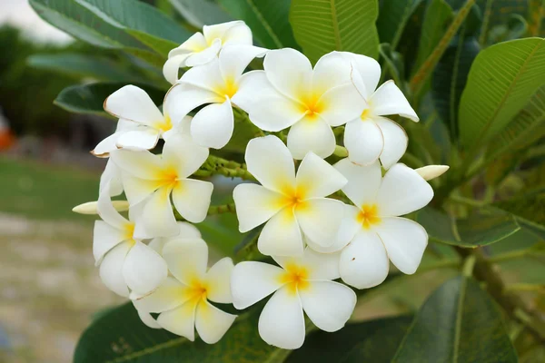 Weiße und gelbe Frangipani-Blüten mit Blättern im Hintergrund — Stockfoto