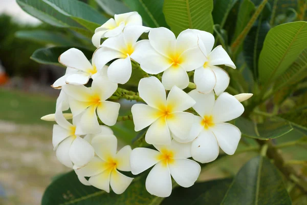 Flores frangipani blancas y amarillas con hojas en el fondo — Foto de Stock