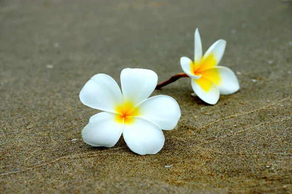Sahilde frangipani beyaz ve sarı çiçek. — Stok fotoğraf