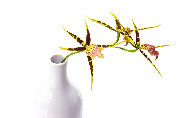 Orchidee geïsoleerd op witte achtergrond. — Stockfoto