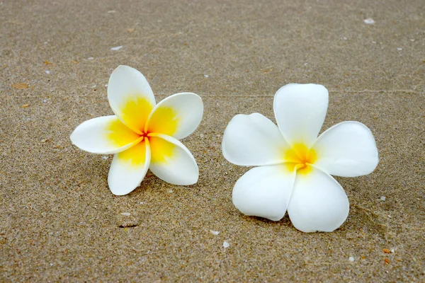 Vita och gula frangipani blommor på sanden. — Stockfoto