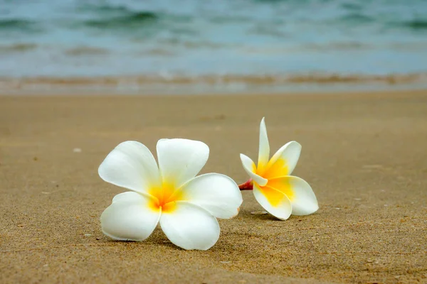 Witte en gele frangipani bloemen op het strand. — Stockfoto