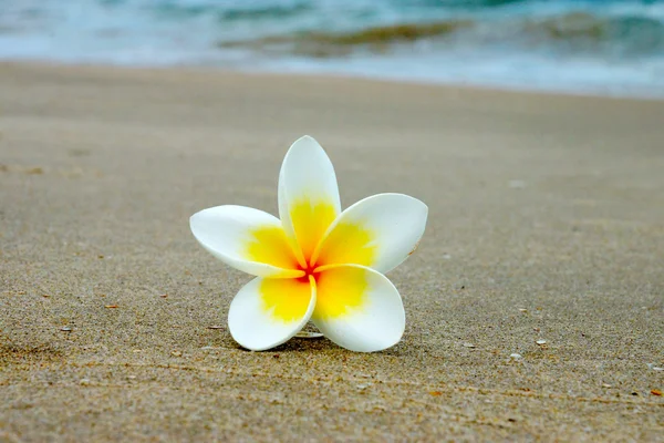 Flores frangipani blancas y amarillas en la playa . —  Fotos de Stock