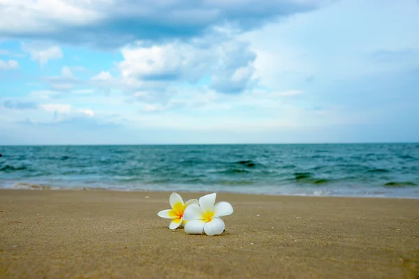 在沙滩上的白色和黄色素馨花. — 图库照片