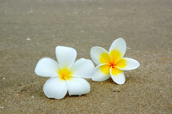 White and yellow frangipani flowers on the sand. — Stock Photo, Image