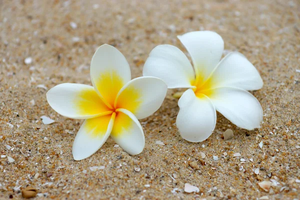 White and yellow frangipani flowers on the sand. — Stock Photo, Image